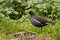 Eurasian moorhen Gallinula chloropus standing in the grass