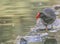 Eurasian Moorhen on a stroll