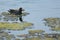 Eurasian Moorhen swimming