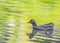 Eurasian Moorhen swimming in a lake