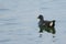 Eurasian Moorhen in Taiwan