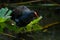 Eurasian Moorhen in Taiwan