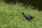 Eurasian moorhen walking across a grass field in the wild