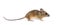 Eurasian mouse, Apodemus species, in front of white background