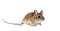 Eurasian mouse, Apodemus species, in front of white background