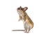 Eurasian mouse, Apodemus species, in front of white background