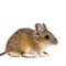 Eurasian mouse, Apodemus species, in front of white background