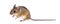 Eurasian mouse, Apodemus species, sitting in front of white