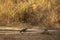 Eurasian or northern sparrowhawk in waterhole for quenching thirst during safari forest of central india - accipiter nisus