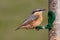 Eurasian Nuthatch