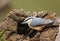 Eurasian Nuthatch