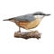 Eurasian nuthatch