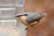 Eurasian Nuthatch