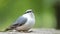 Eurasian nuthatch bird