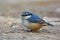 Eurasian nuthatch bird