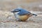 Eurasian nuthatch bird