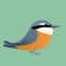 An  Eurasian nuthatch comic illustration