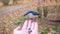 The Eurasian nuthatch eats seeds from a palm. Hungry wood nuthatch eating nuts from a hand during autumn