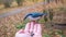 The Eurasian nuthatch eats seeds from a palm. Hungry wood nuthatch eating nuts from a hand during autumn