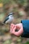 The Eurasian nuthatch eats seeds from a palm. Hungry wood nuthatch eating seeds from a hand during autumn