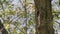 Eurasian Nuthatch Entering Tree Nest Hole, Ornithology Spring scene