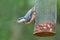 Eurasian nuthatch on a feeder with peanuts