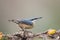 Eurasian nuthatch in the forest, Andalusia, Spa