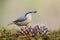 Eurasian nuthatch in the forest on a pine cone, Andalusia, Spa