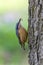 Eurasian Nuthatch, Little Songbird Sitta europaea Wood Nuthatch