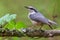 Eurasian nuthatch lovely turn while perched on beautiful looking branch