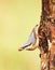 Eurasian Nuthatch with a peanut in the beak
