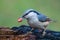 Eurasian nuthatch with a peanut in beak closeup