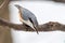 Eurasian nuthatch peering down from a tree branch