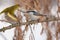 Eurasian nuthatch sits on a branch of a larch on a background of