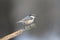 Eurasian nuthatch sits on a diagonale branch