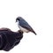 The Eurasian nuthatch sits on man`s hand