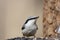 Eurasian nuthatch, Sitta europaea