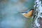 Eurasian nuthatch, Sitta europaea