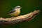 Eurasian Nuthatch, Sitta europaea, beautiful yellow and blue-grey songbird sitting on the branch, bird in the nature forest