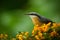 Eurasian Nuthatch, Sitta europaea, beautiful yellow and blue-grey songbird sitting on the yellow flower, bird in the nature forest