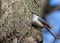 Eurasian nuthatch, Sitta europaea. A bird climbs the trunk of a tree in search of food