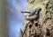 Eurasian nuthatch, Sitta europaea. A bird climbs the trunk of a tree in search of food