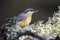 Eurasian nuthatch Sitta europaea feeding at a garden trough on a dark unfocused background.