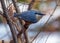 Eurasian Nuthatch (Sitta europaea) Outdoors