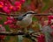 Eurasian Nuthatch. Sitta europaea sits on a Spindle tree on autumn