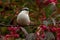 Eurasian Nuthatch. Sitta europaea sits on a Spindle tree on autumn