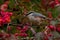 Eurasian Nuthatch. Sitta europaea sits on a Spindle tree on autumn