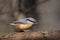 Eurasian nuthatch or Sitta europaea sitting on a branch.