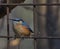 Eurasian nuthatch or Sitta europaea sitting in a crib.