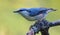 Eurasian nuthatch sitta europaea straight posing on an old perch in dark forest